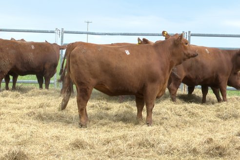 Visita a Estancia Don Pastor - Lucas Norte, Entre Rios - Previa al 21° Remate Anual Angus y 1° Brangus