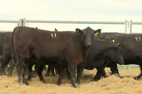 Visita a Estancia Don Pastor - Lucas Norte, Entre Rios - Previa al 21° Remate Anual Angus y 1° Brangus