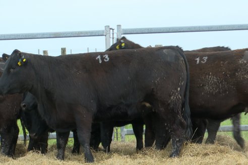 Visita a Estancia Don Pastor - Lucas Norte, Entre Rios - Previa al 21° Remate Anual Angus y 1° Brangus