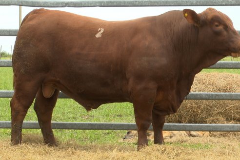 Visita a Estancia Don Pastor - Lucas Norte, Entre Rios - Previa al 21° Remate Anual Angus y 1° Brangus