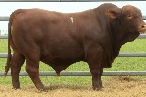 Visita a Estancia Don Pastor - Lucas Norte, Entre Rios - Previa al 21° Remate Anual Angus y 1° Brangus