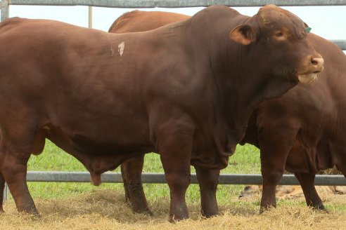 Visita a Estancia Don Pastor - Lucas Norte, Entre Rios - Previa al 21° Remate Anual Angus y 1° Brangus