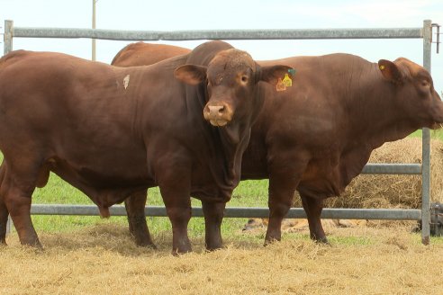 Visita a Estancia Don Pastor - Lucas Norte, Entre Rios - Previa al 21° Remate Anual Angus y 1° Brangus