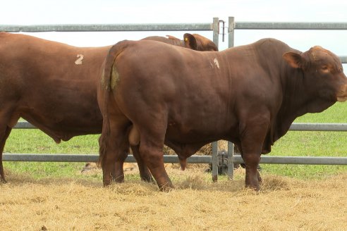 Visita a Estancia Don Pastor - Lucas Norte, Entre Rios - Previa al 21° Remate Anual Angus y 1° Brangus