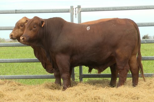 Visita a Estancia Don Pastor - Lucas Norte, Entre Rios - Previa al 21° Remate Anual Angus y 1° Brangus