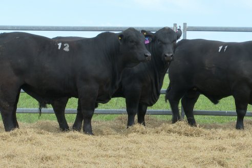 Visita a Estancia Don Pastor - Lucas Norte, Entre Rios - Previa al 21° Remate Anual Angus y 1° Brangus