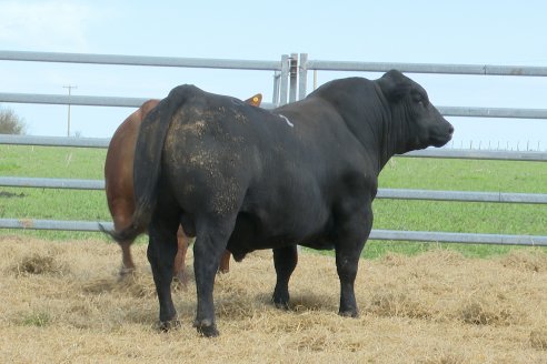 Visita a Estancia Don Pastor - Lucas Norte, Entre Rios - Previa al 21° Remate Anual Angus y 1° Brangus