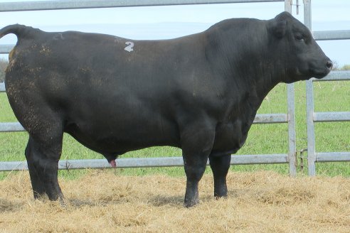 Visita a Estancia Don Pastor - Lucas Norte, Entre Rios - Previa al 21° Remate Anual Angus y 1° Brangus