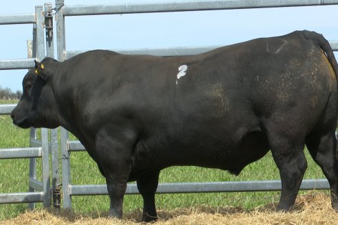 Visita a Estancia Don Pastor - Lucas Norte, Entre Rios - Previa al 21° Remate Anual Angus y 1° Brangus