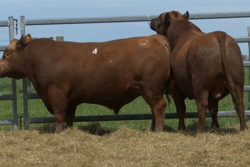 Visita a Estancia Don Pastor - Lucas Norte, Entre Rios - Previa al 21° Remate Anual Angus y 1° Brangus