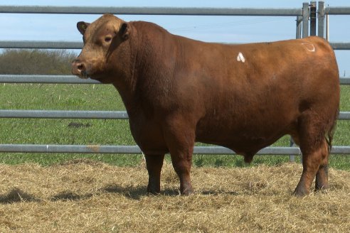 Visita a Estancia Don Pastor - Lucas Norte, Entre Rios - Previa al 21° Remate Anual Angus y 1° Brangus