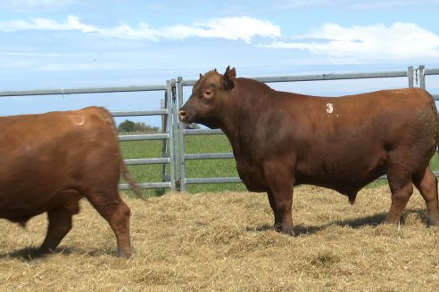Visita a Estancia Don Pastor - Lucas Norte, Entre Rios - Previa al 21° Remate Anual Angus y 1° Brangus