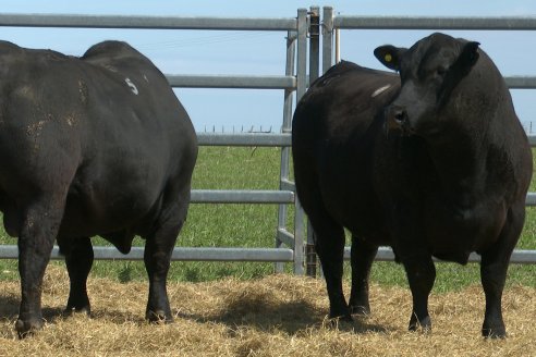 Visita a Estancia Don Pastor - Lucas Norte, Entre Rios - Previa al 21° Remate Anual Angus y 1° Brangus