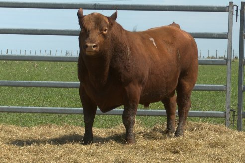 Visita a Estancia Don Pastor - Lucas Norte, Entre Rios - Previa al 21° Remate Anual Angus y 1° Brangus