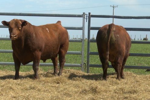 Visita a Estancia Don Pastor - Lucas Norte, Entre Rios - Previa al 21° Remate Anual Angus y 1° Brangus