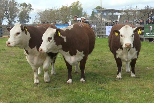Postales de la 39° Exposición Nacional Hereford en Sociedad Rural de Gualeguaychú