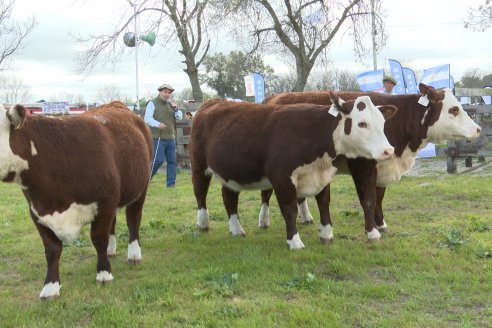 Postales de la 39° Exposición Nacional Hereford en Sociedad Rural de Gualeguaychú