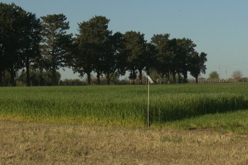 Chacra 100 - Valle Maria, Entre Rios - Preparativos para la Fiestra Provincial del Trigo