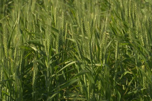 Chacra 100 - Valle Maria, Entre Rios - Preparativos para la Fiestra Provincial del Trigo