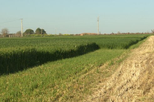 Chacra 100 - Valle Maria, Entre Rios - Preparativos para la Fiestra Provincial del Trigo