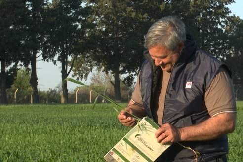 Chacra 100 - Valle Maria, Entre Rios - Preparativos para la Fiestra Provincial del Trigo