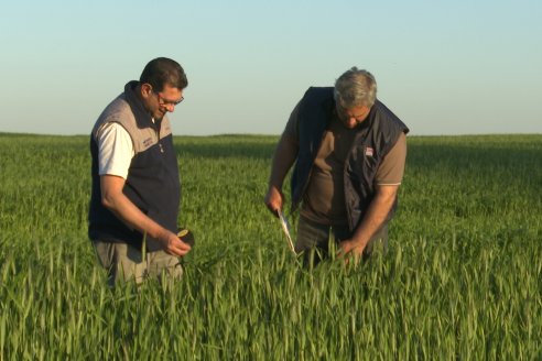 Chacra 100 - Valle Maria, Entre Rios - Preparativos para la Fiestra Provincial del Trigo