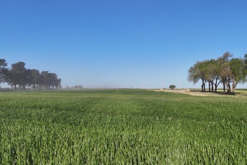 Chacra 100 - Valle Maria, Entre Rios - Preparativos para la Fiestra Provincial del Trigo