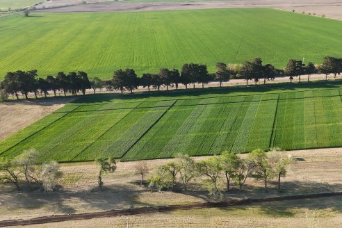Chacra 100 - Valle Maria, Entre Rios - Preparativos para la Fiestra Provincial del Trigo