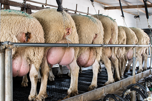 La leche de oveja, el alimento funcional que un equipo científico argentino busca posicionar