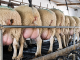 Leche de oveja: el alimento funcional que busca lugar