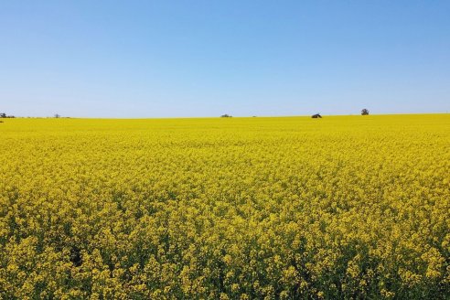 Colza, carinata y camelina: alternativas para diversificar las rotaciones agrícolas