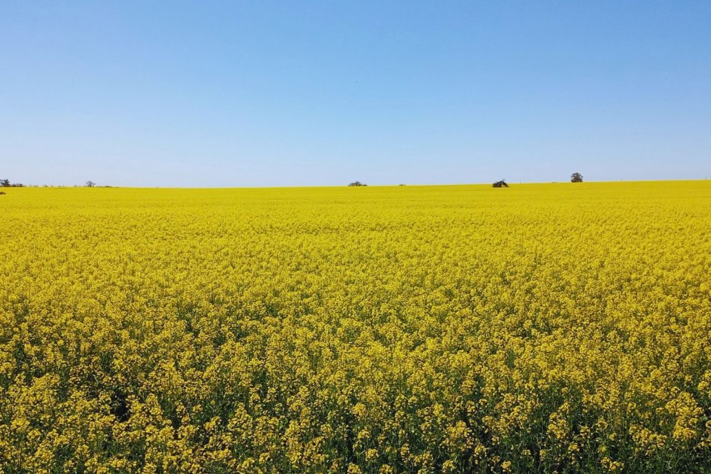 La inclusión de brasicáceas en los sistemas agrícolas potencia la productividad