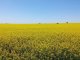 Colza, carinata y camelina: alternativas para diversificar las rotaciones agrícolas