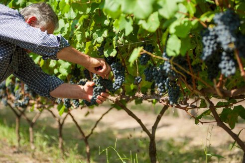 Otorgan certificado al primer Tannat orgánico entrerriano