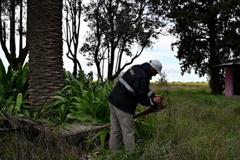 Buscan al Picudo Rojo en Gualeguaychú y Uruguay