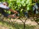 Otorgan certificado al primer Tannat orgánico entrerriano
