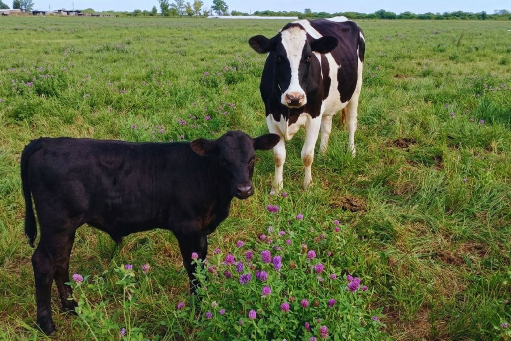 La carne presenta actualmente una mayor tracción comercial que la lechería