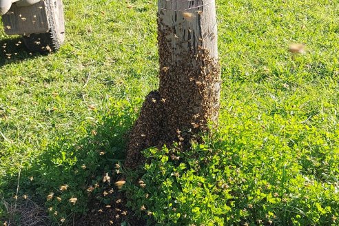 Enjambres de abejas: Claves para actuar en la vía pública