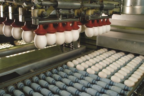 Plantean la estrategia de vender más huevos entrerrianos al mundo