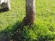 Enjambres de abejas: Claves para actuar en la vía pública