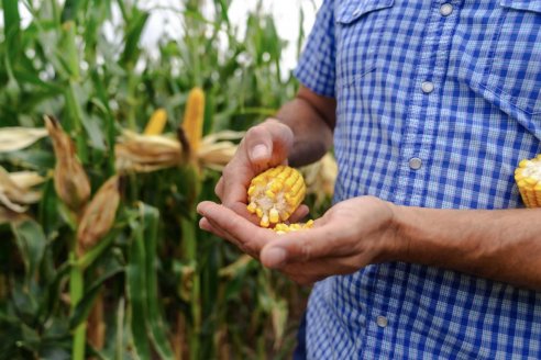 Nueva genética tropical para el norte: Sanidad y precocidad para elevar los pisos de rendimiento