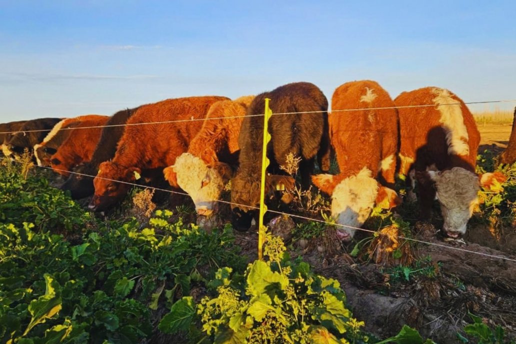 La estrategia permite además aprovechar el cultivo durante el otoño / invierno