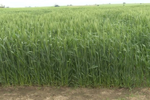 Ensayo Nanourea NUP de Philagro en trigo - Arroyo Clé, Departamento Tala