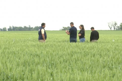 Ensayo Nanourea NUP de Philagro en trigo - Arroyo Clé, Departamento Tala