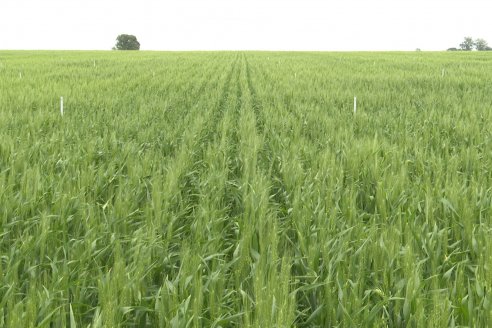 Ensayo Nanourea NUP de Philagro en trigo - Arroyo Clé, Departamento Tala