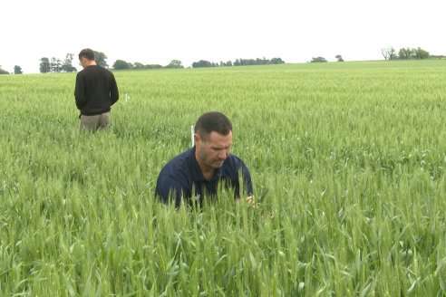Ensayo Nanourea NUP de Philagro en trigo - Arroyo Clé, Departamento Tala
