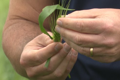 Ensayo Nanourea NUP de Philagro en trigo - Arroyo Clé, Departamento Tala