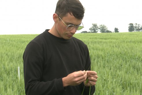 Ensayo Nanourea NUP de Philagro en trigo - Arroyo Clé, Departamento Tala