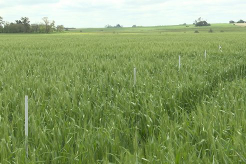 Ensayo Nanourea NUP de Philagro en trigo - Arroyo Clé, Departamento Tala