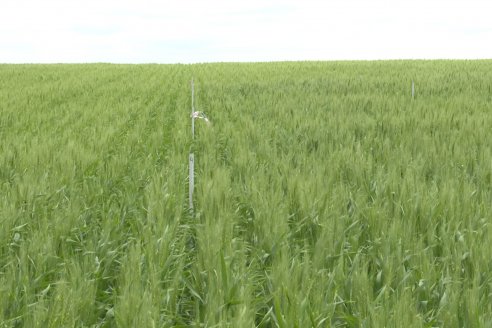 Ensayo Nanourea NUP de Philagro en trigo - Arroyo Clé, Departamento Tala